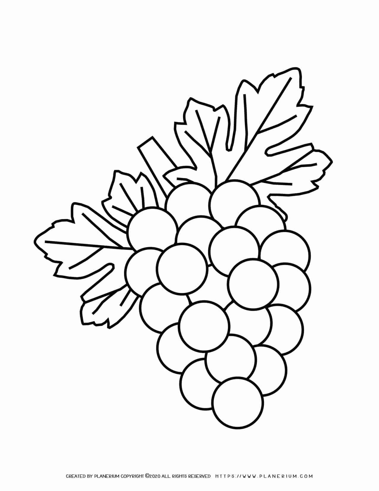 Grapes - Coloring page | Planerium