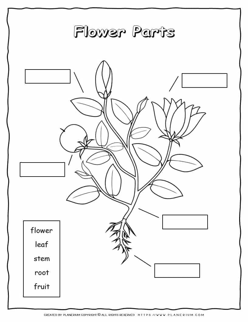 Parts of a Plants Drawing, Diagram for Kids