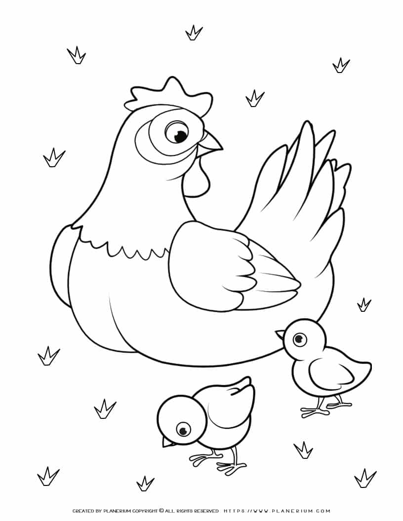 Chicken Coloring Page - Chicken With Chicks | Planerium
