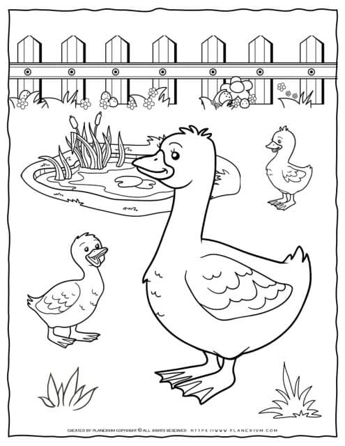 Ducks coloring page for kids. Free printable to color at home or school.