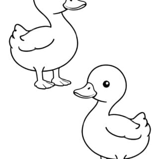 Line art of two ducks for coloring activity.