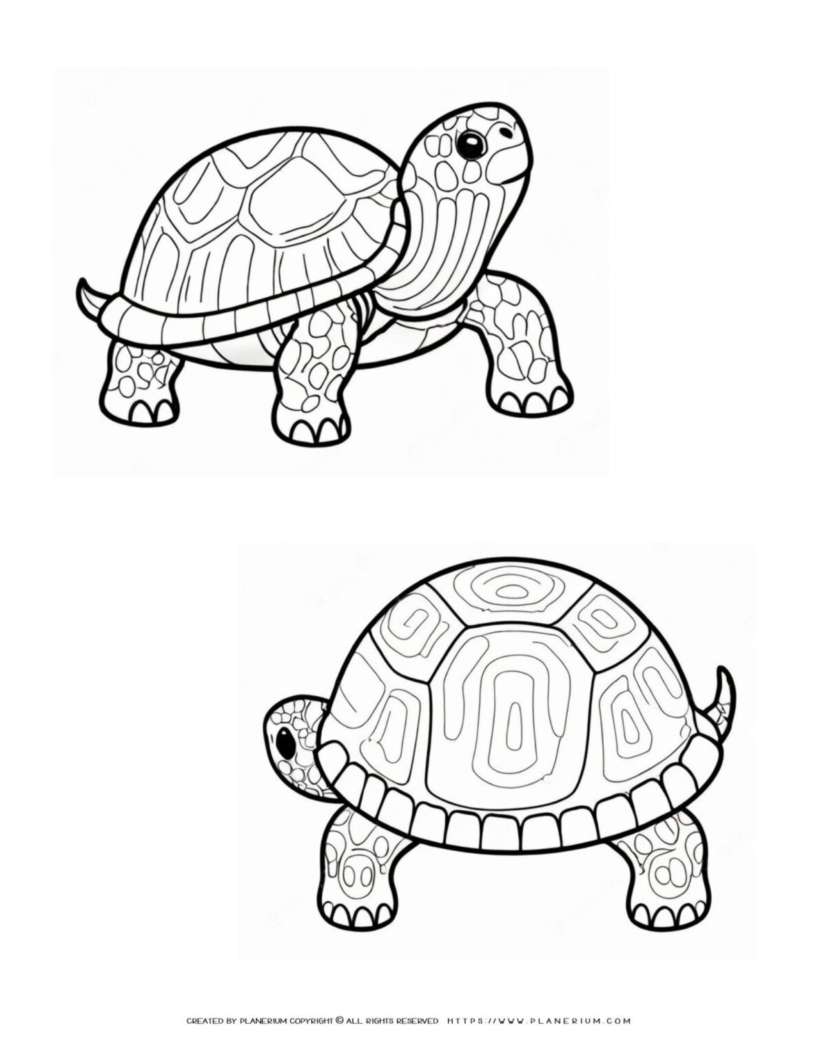 Boost Kids' Learning with our Detailed Turtle Coloring Page