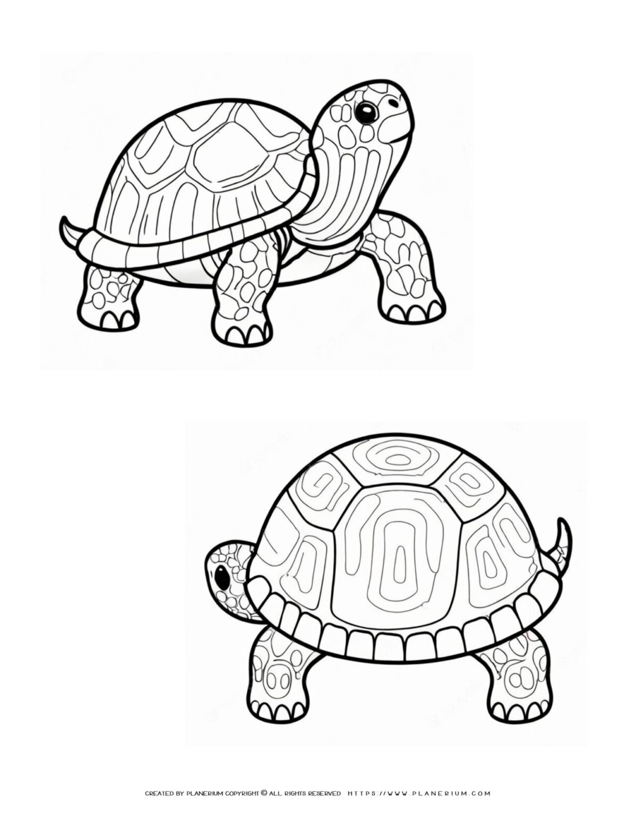 Detailed-Two-Turtles-Front-and-Side-View-Coloring-Page-for-Kids