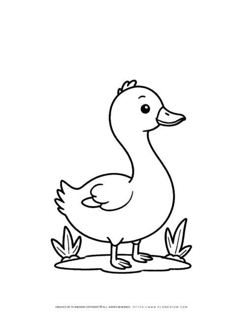 baby-goose-side-view-coloring-page-for-kids