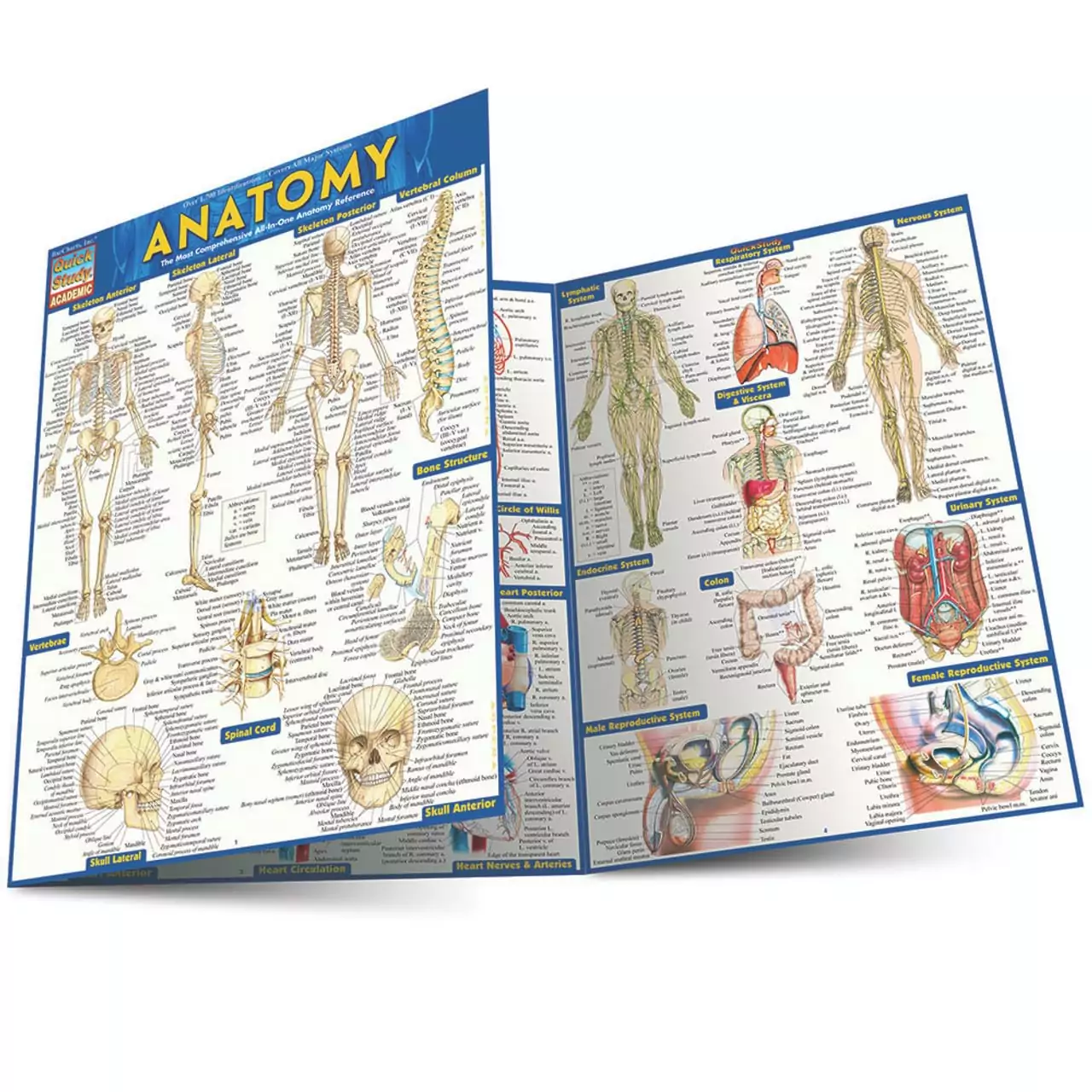Best Anatomy Quick Study Guide for Students and Professionals