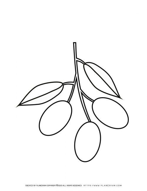Olives - Coloring page | Planerium