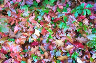 Fall Season