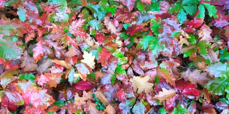 Fall Season post Copy