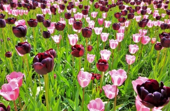 Plants and Flowers
